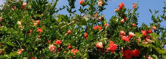 花ザクロの花